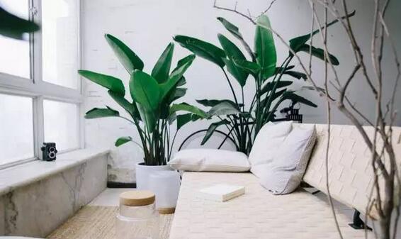 什么绿植吸甲醛比较好,什么绿植吸甲醛特别好