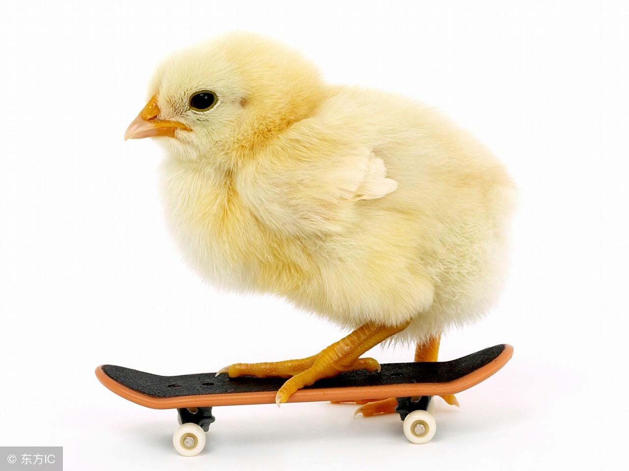 养鸡商业模式怎么赚钱,京东养鸡多少钱一只