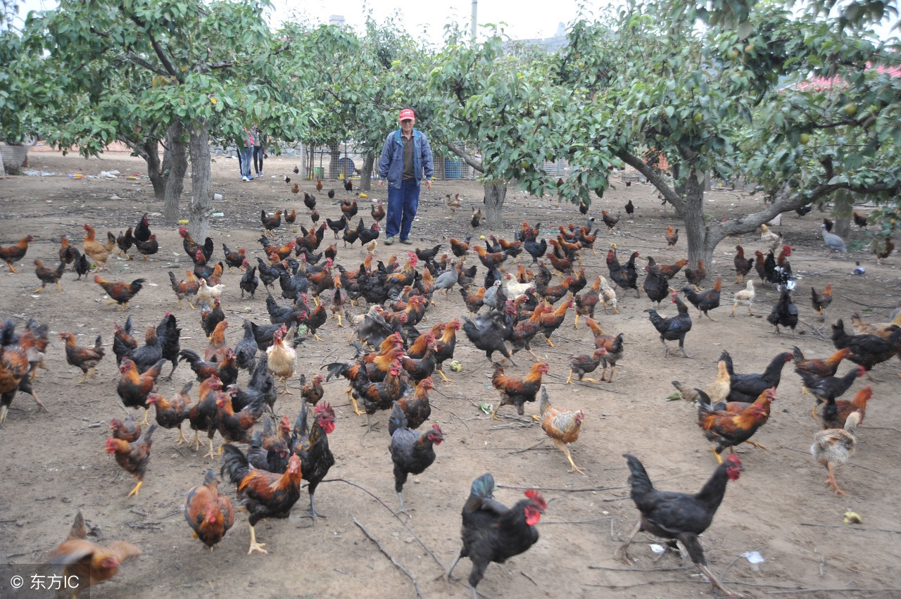 养鸡商业模式怎么赚钱,京东养鸡多少钱一只
