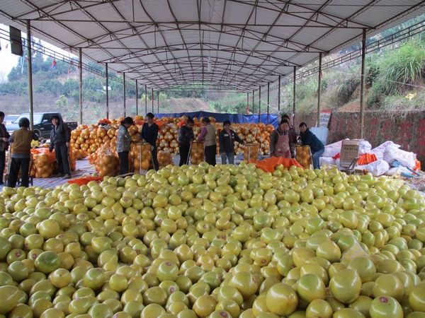 水果生意的技巧,如何做水果生意视频