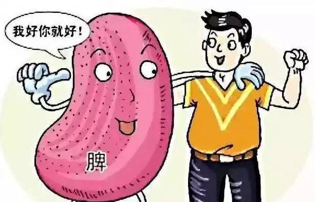 感觉肢体倦怠、神疲乏力的时候,可用这四种食材来保养一下“它”