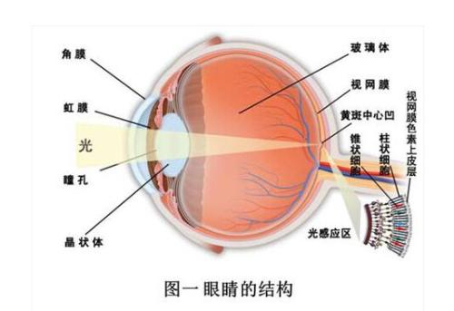 保护眼睛科学用眼十个小技巧,眼睛实用教程