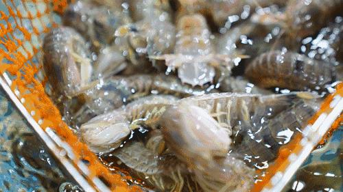 东莞实惠的海鲜,平价海鲜仓