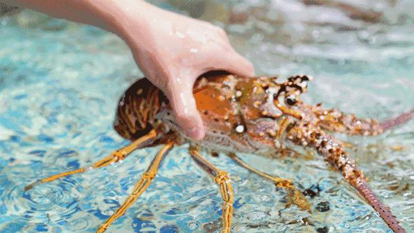 东莞实惠的海鲜,平价海鲜仓