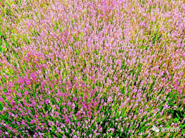 七星伴月七星星君,七星伴月迎中秋