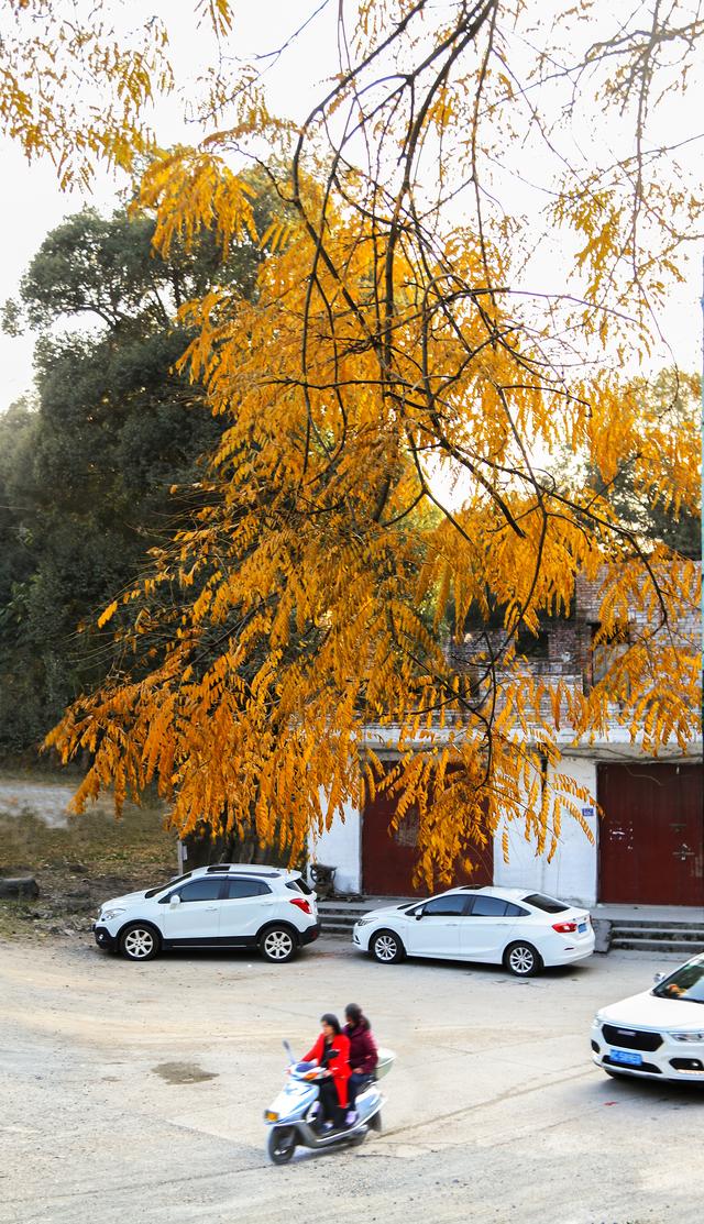 七星伴月七星星君,七星伴月迎中秋