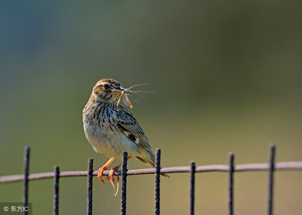 云雀鸟受惊发出小叫声是怎么回事,云雀鸟的叫声叽叽喳喳