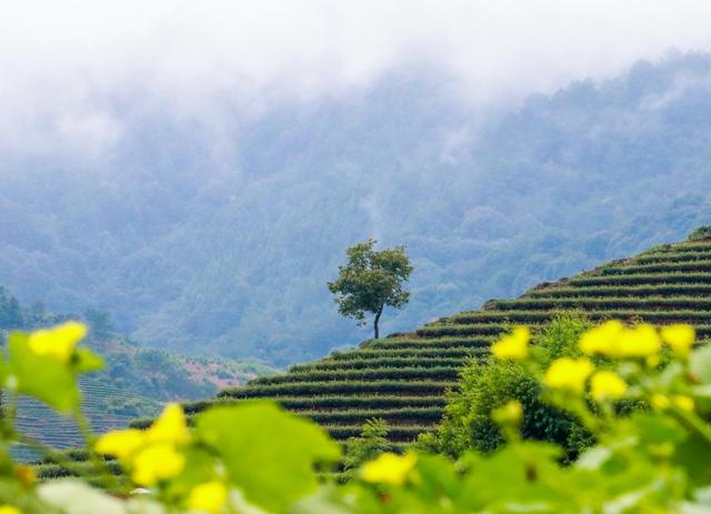 七星伴月七星星君,七星伴月迎中秋