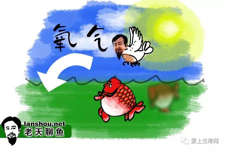 老天聊金鱼,老天聊鱼