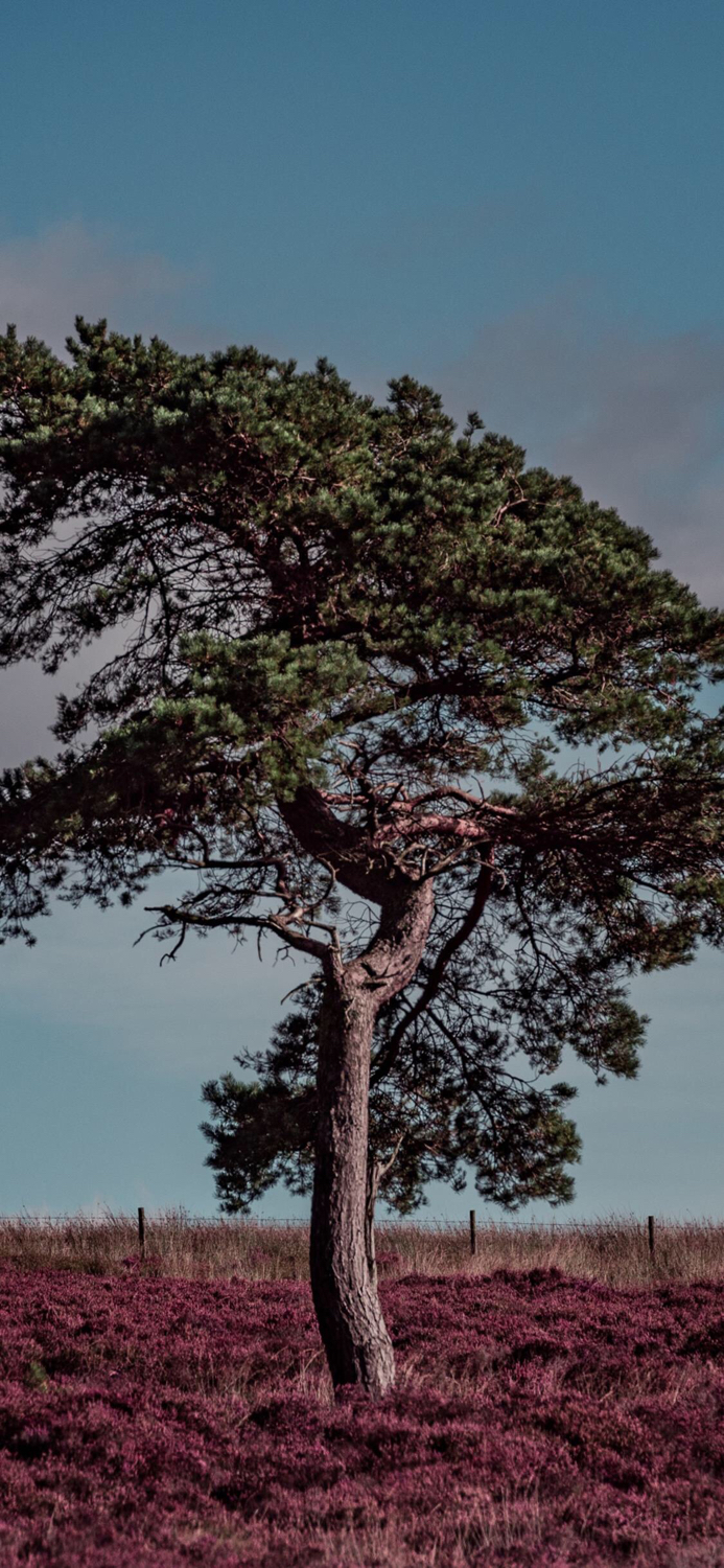 苹果x手机壁纸超清财神爷,苹果x壁纸超清潮牌