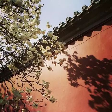 北京玉兰花观赏地,北京最美紫玉兰在哪