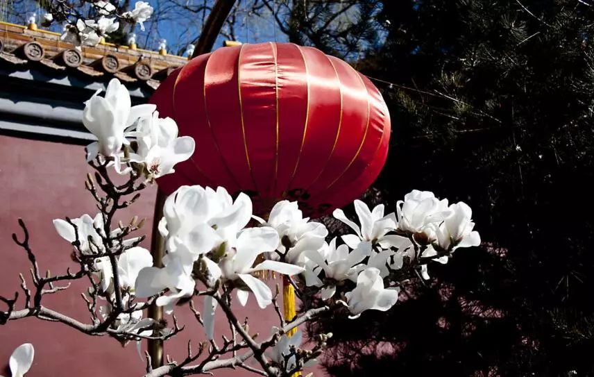 北京玉兰花观赏地,北京最美紫玉兰在哪