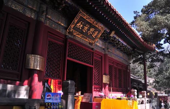 北京玉兰花观赏地,北京最美紫玉兰在哪