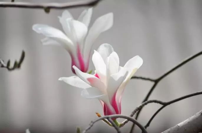 北京玉兰花观赏地,北京最美紫玉兰在哪