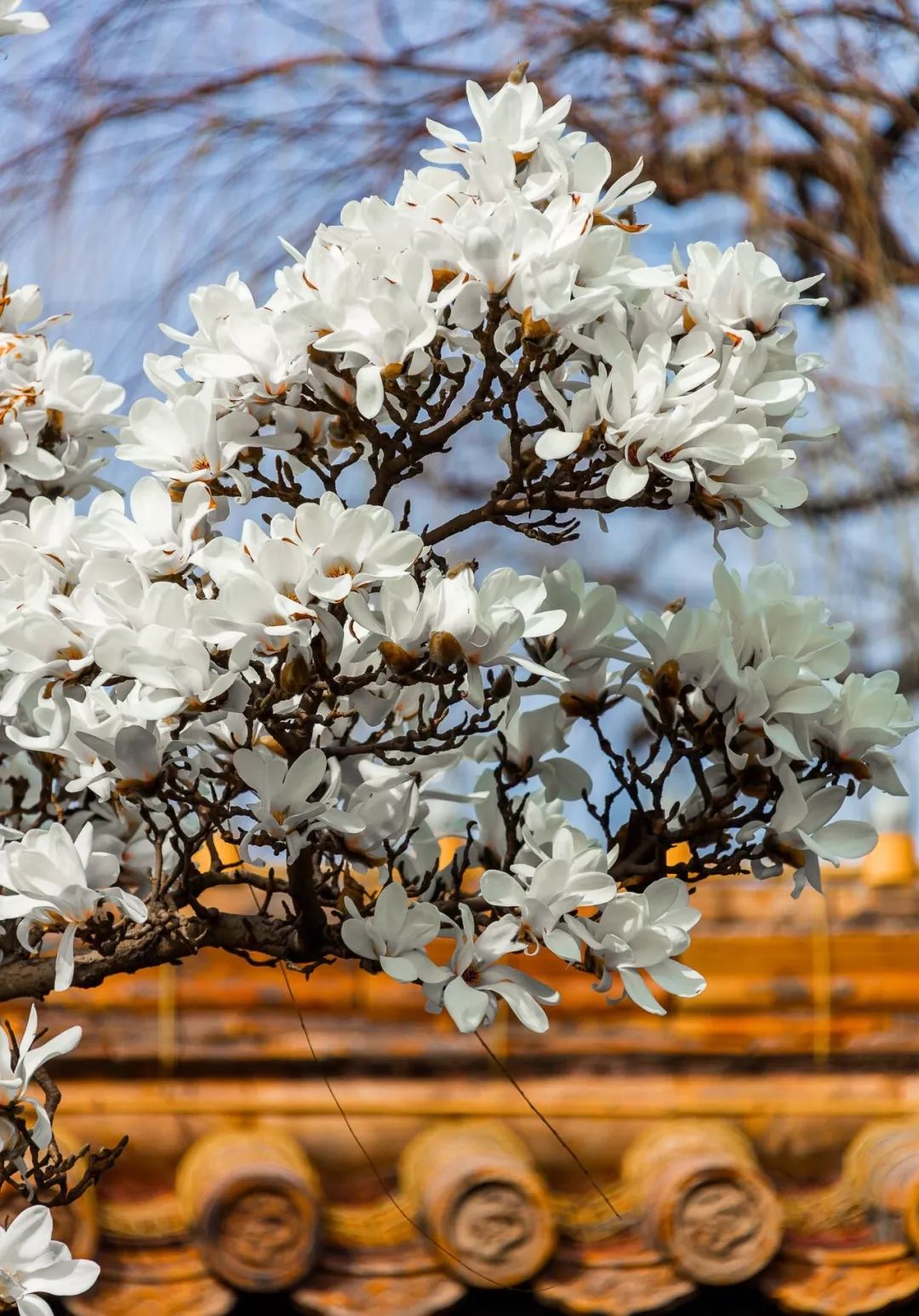 北京玉兰花观赏地,北京最美紫玉兰在哪