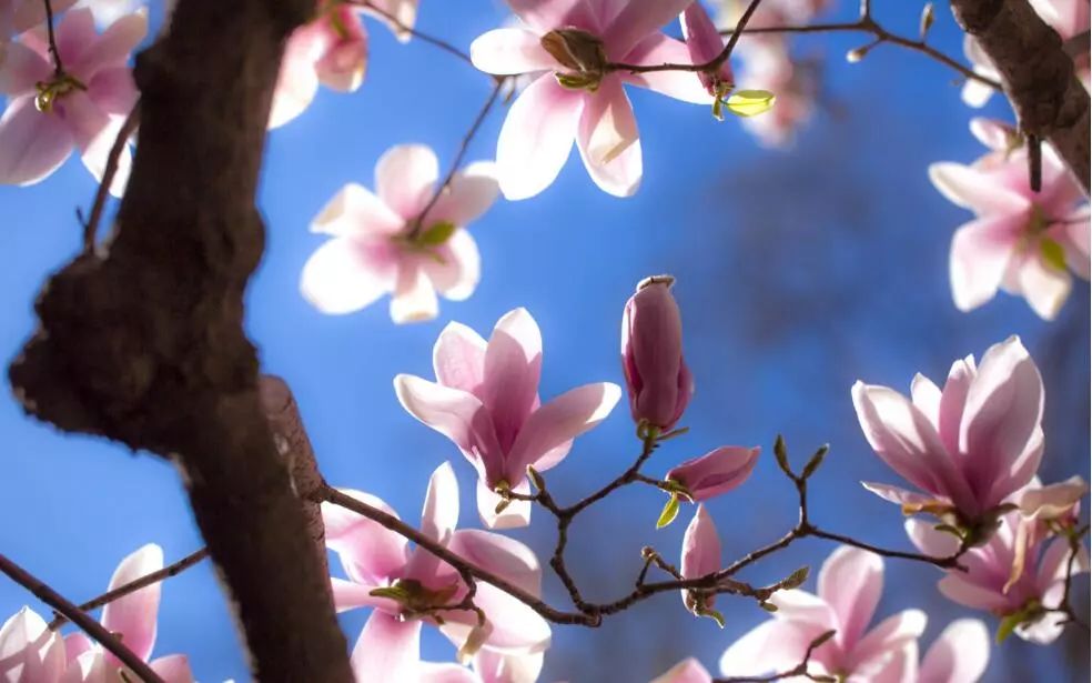 北京玉兰花观赏地,北京最美紫玉兰在哪