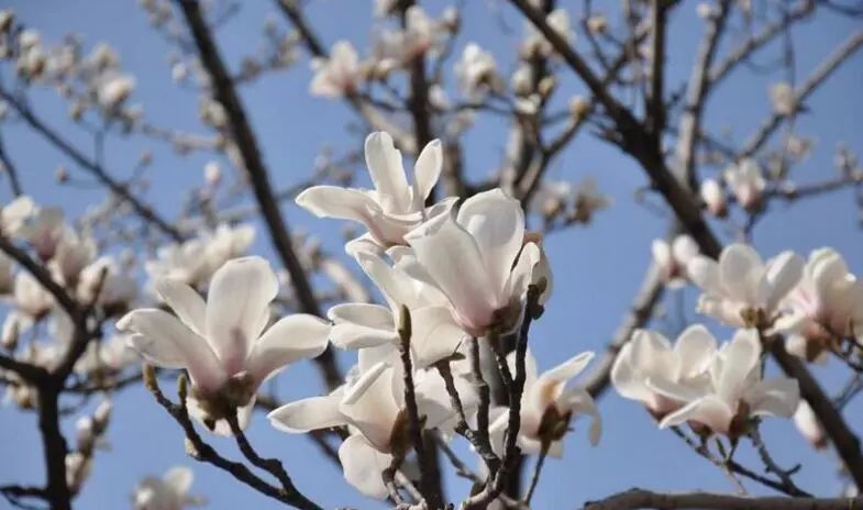 北京玉兰花观赏地,北京最美紫玉兰在哪