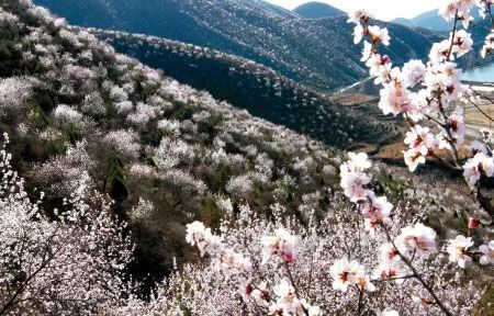 北京玉兰花观赏地,北京最美紫玉兰在哪