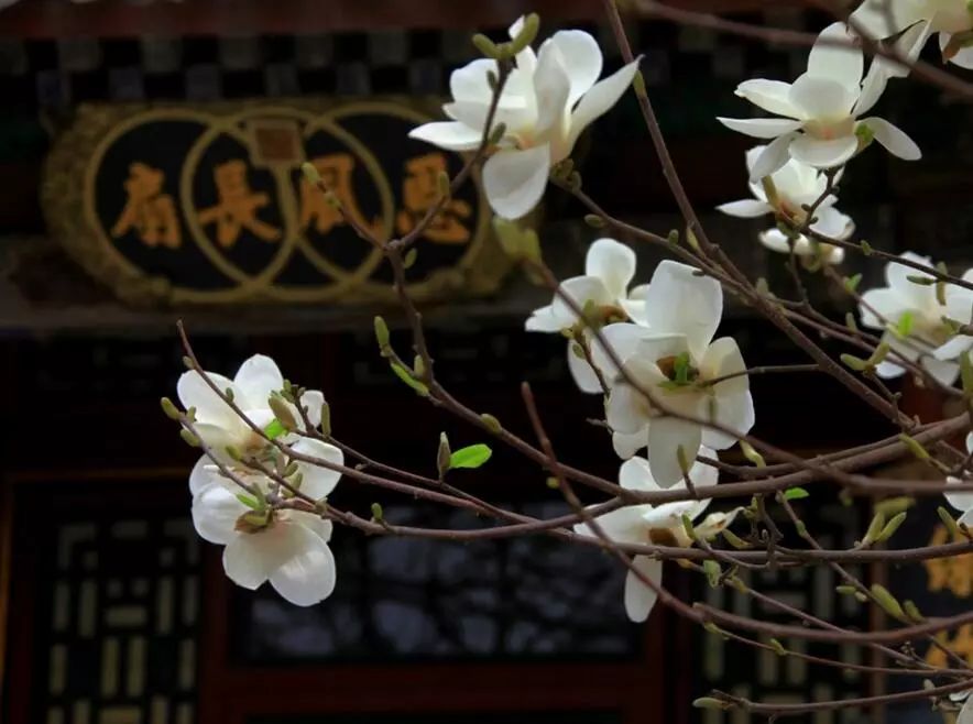 北京玉兰花观赏地,北京最美紫玉兰在哪