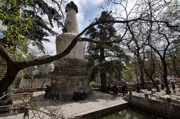 北京玉兰花观赏地,北京最美紫玉兰在哪