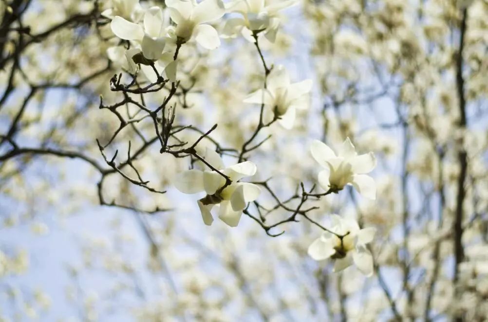 北京玉兰花观赏地,北京最美紫玉兰在哪