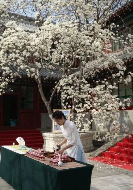 北京玉兰花观赏地,北京最美紫玉兰在哪