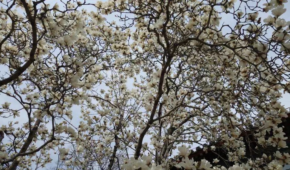 北京玉兰花观赏地,北京最美紫玉兰在哪