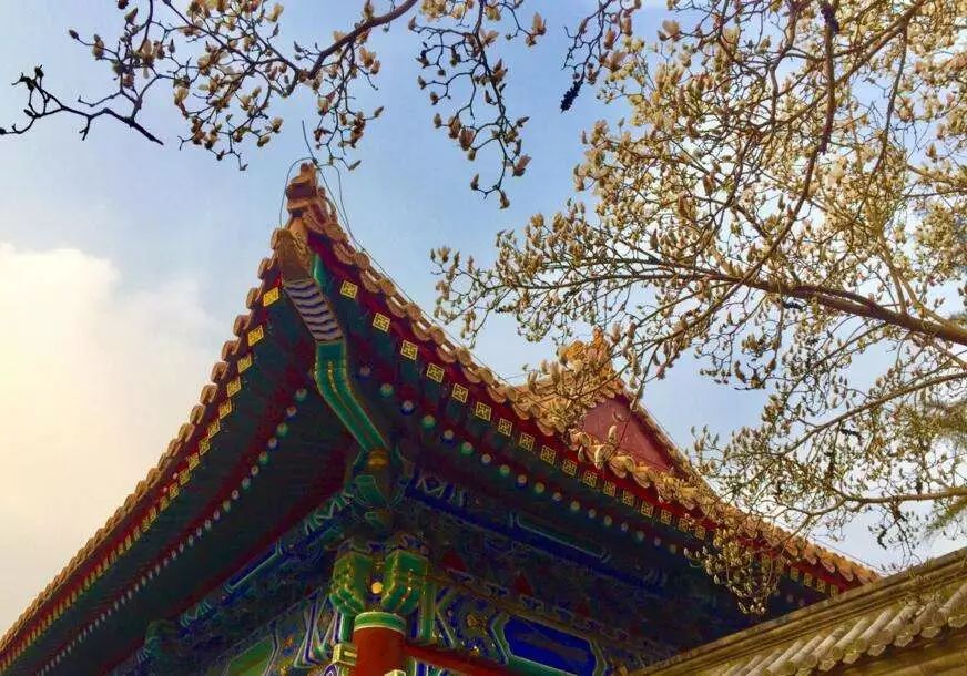 北京玉兰花观赏地,北京最美紫玉兰在哪