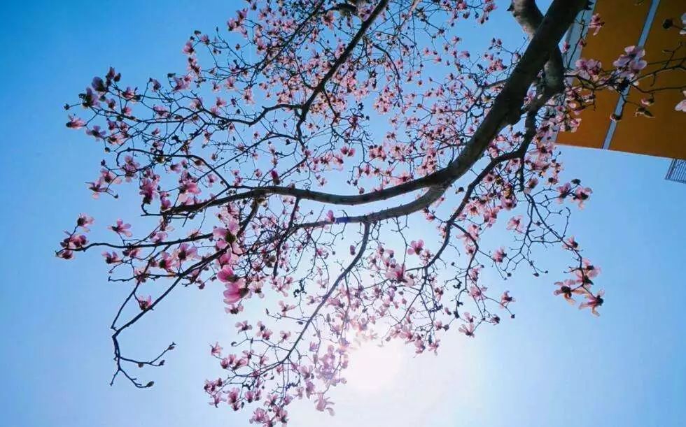 北京玉兰花观赏地,北京最美紫玉兰在哪