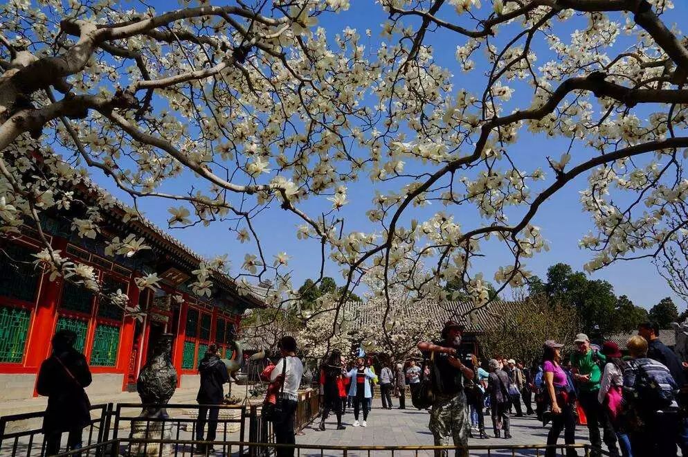 北京玉兰花观赏地,北京最美紫玉兰在哪