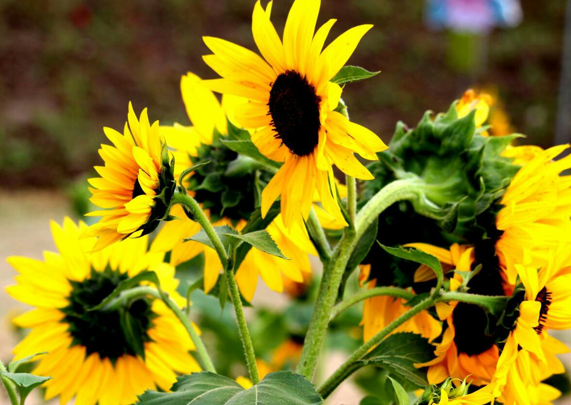 春天给太阳花修剪,太阳花春天怎么打理