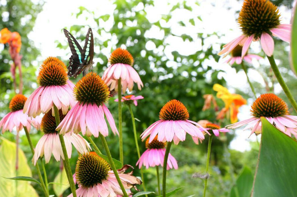 春天给太阳花修剪,太阳花春天怎么打理