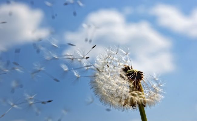 春天给太阳花修剪,太阳花春天怎么打理