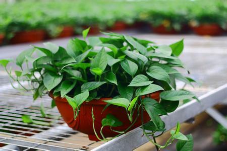 甲醛最怕的4种克星,甲醛最怕的2种克星