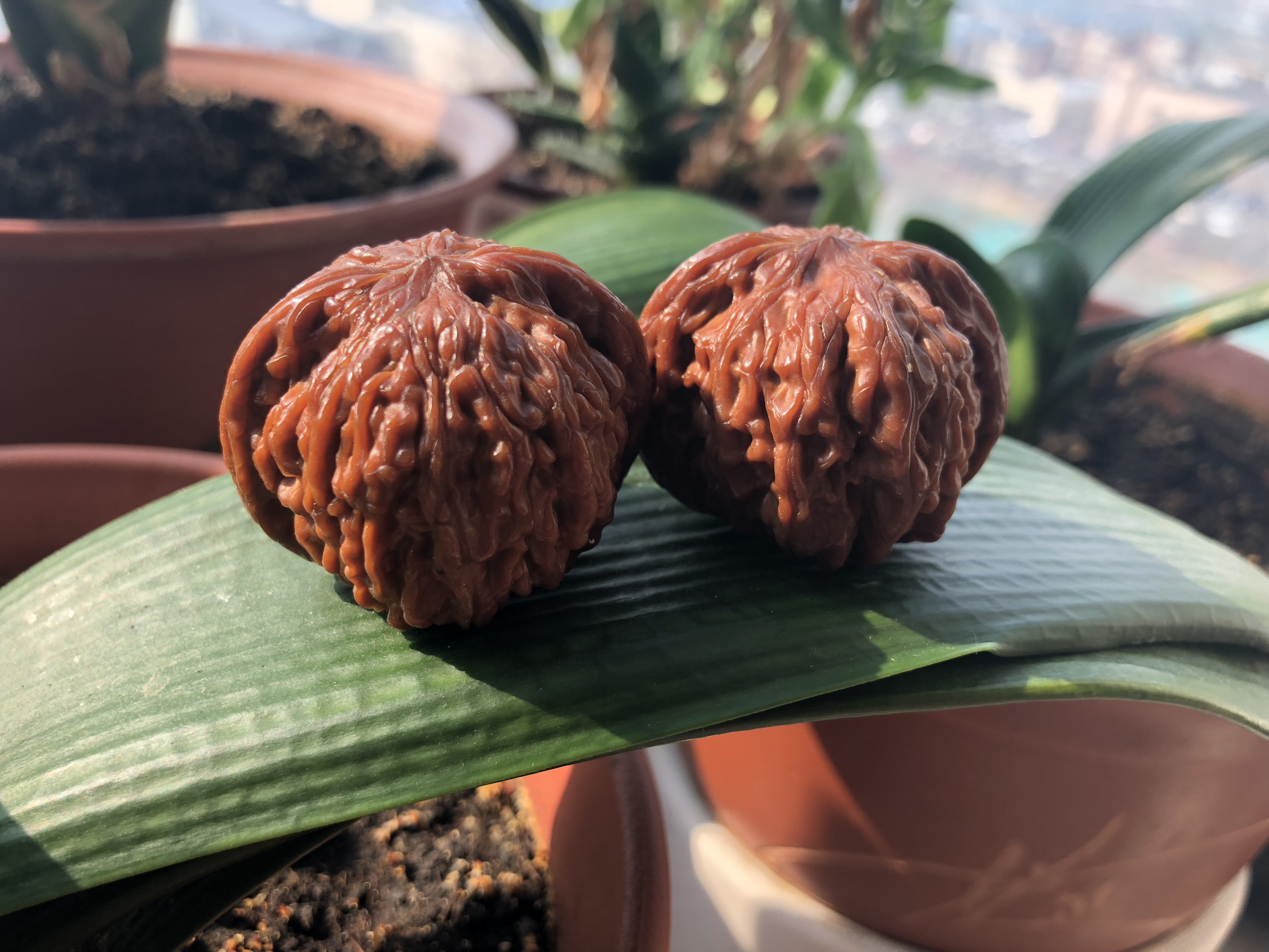 文玩核桃不小心磕掉尖或磕破纹肉就该扔掉吗？