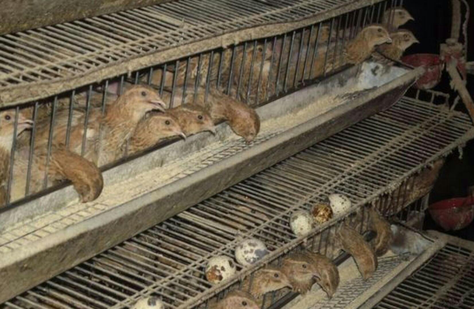 鹌鹑最近应该预防哪方面的病,鹌鹑常见病症资料书