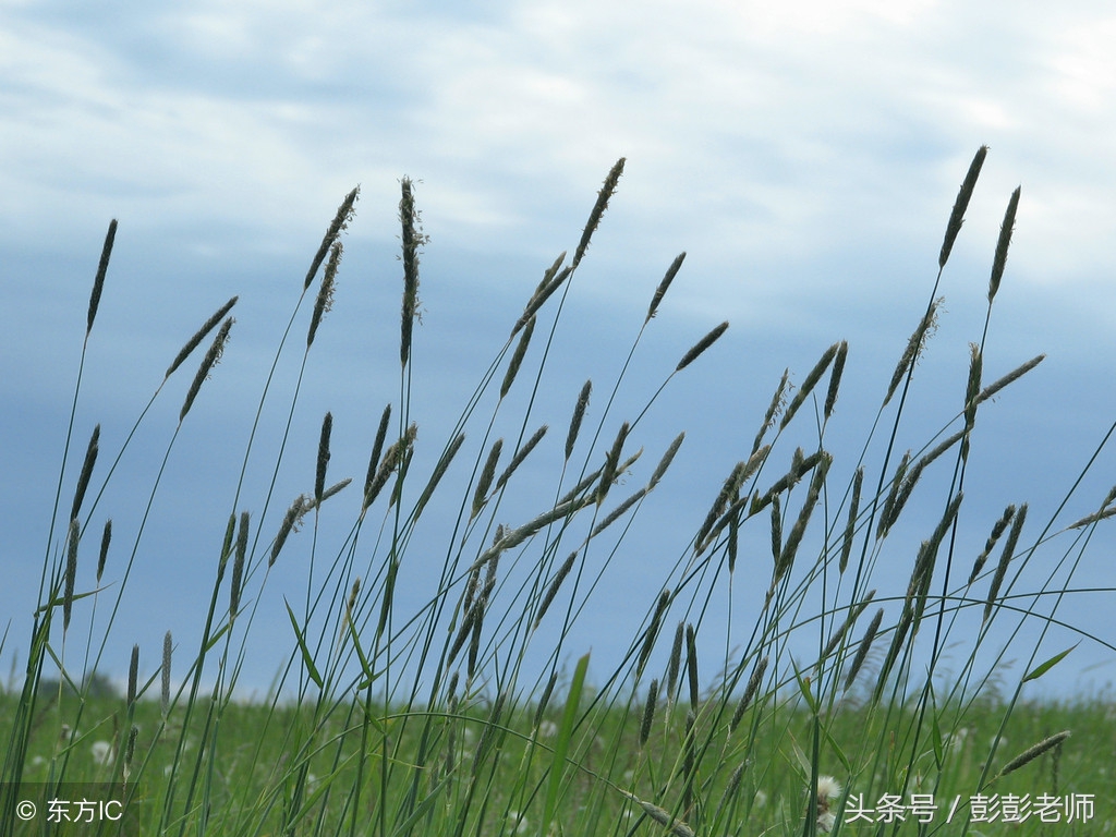 山苍树的功效与作用及禁忌,山苍树的功效与作用