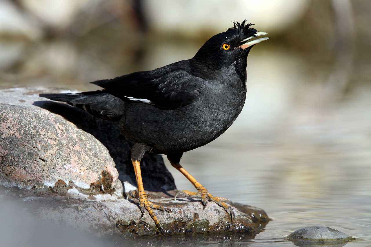 八哥鸟的优劣,八哥鸟怎么区分好坏
