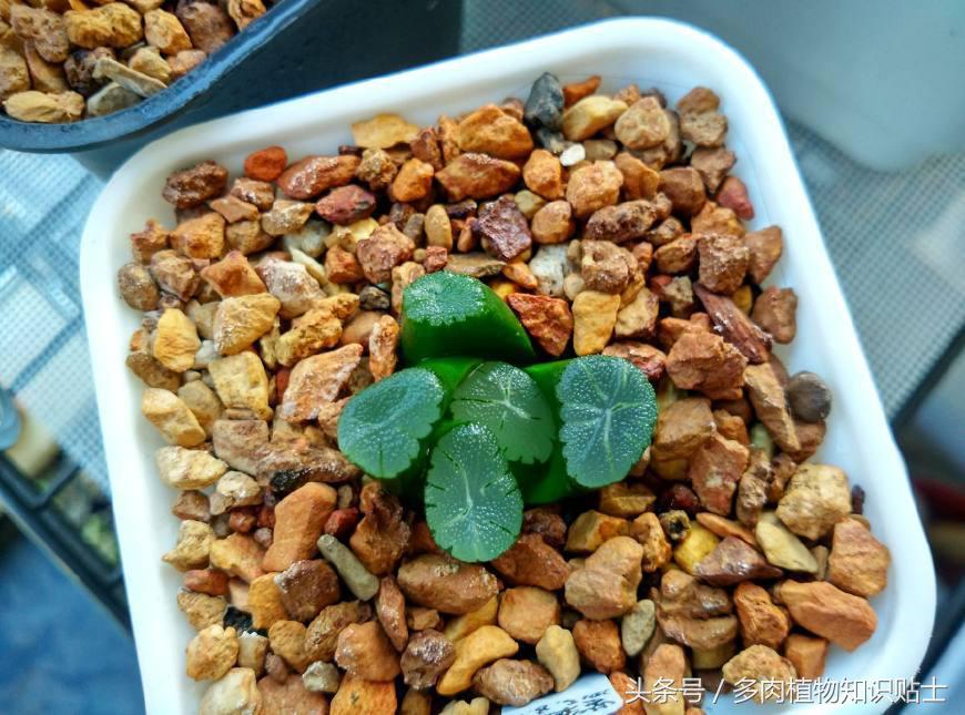 十二卷多肉组培好不好,多肉十二卷的讲解