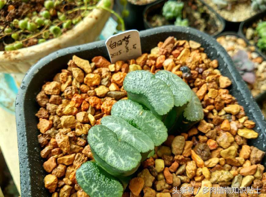 十二卷多肉组培好不好,多肉十二卷的讲解