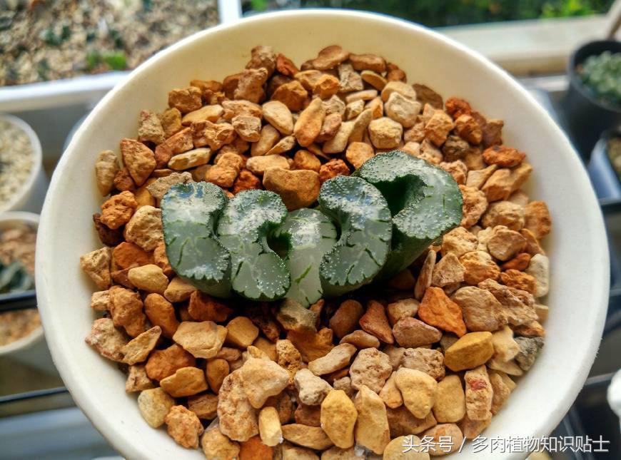 十二卷多肉组培好不好,多肉十二卷的讲解