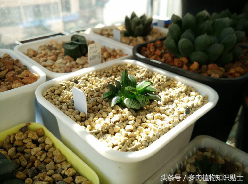 十二卷多肉组培好不好,多肉十二卷的讲解