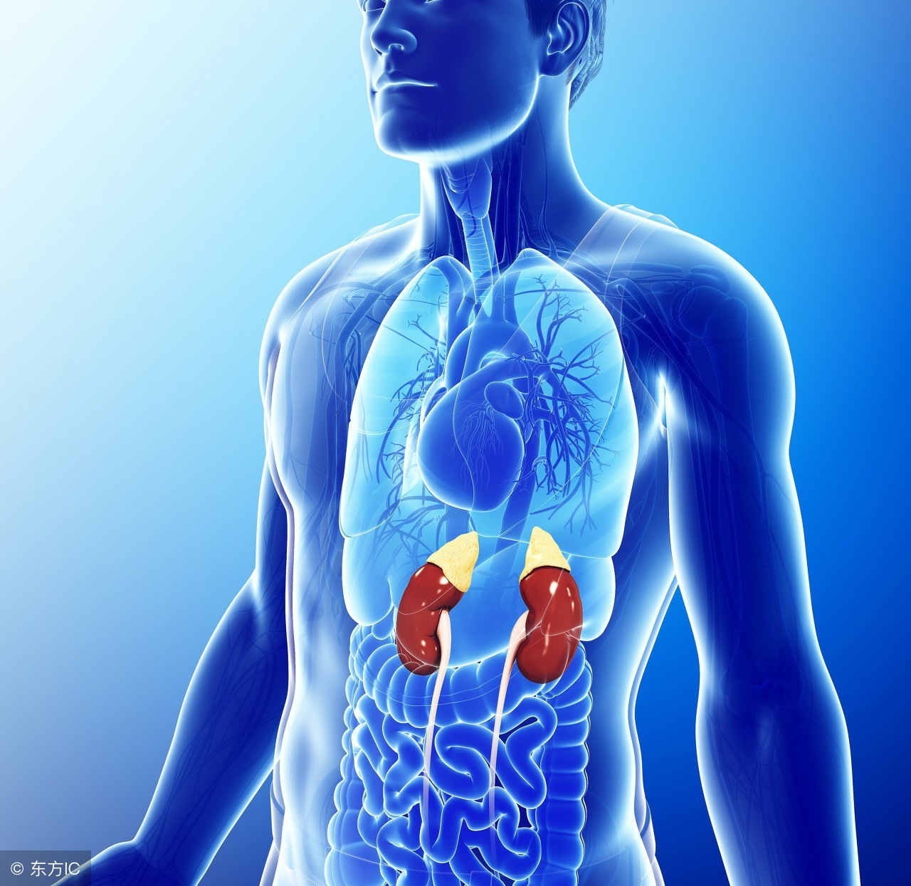 低压高怎么办应按哪个穴位,低压高怎么办该吃什么降压药