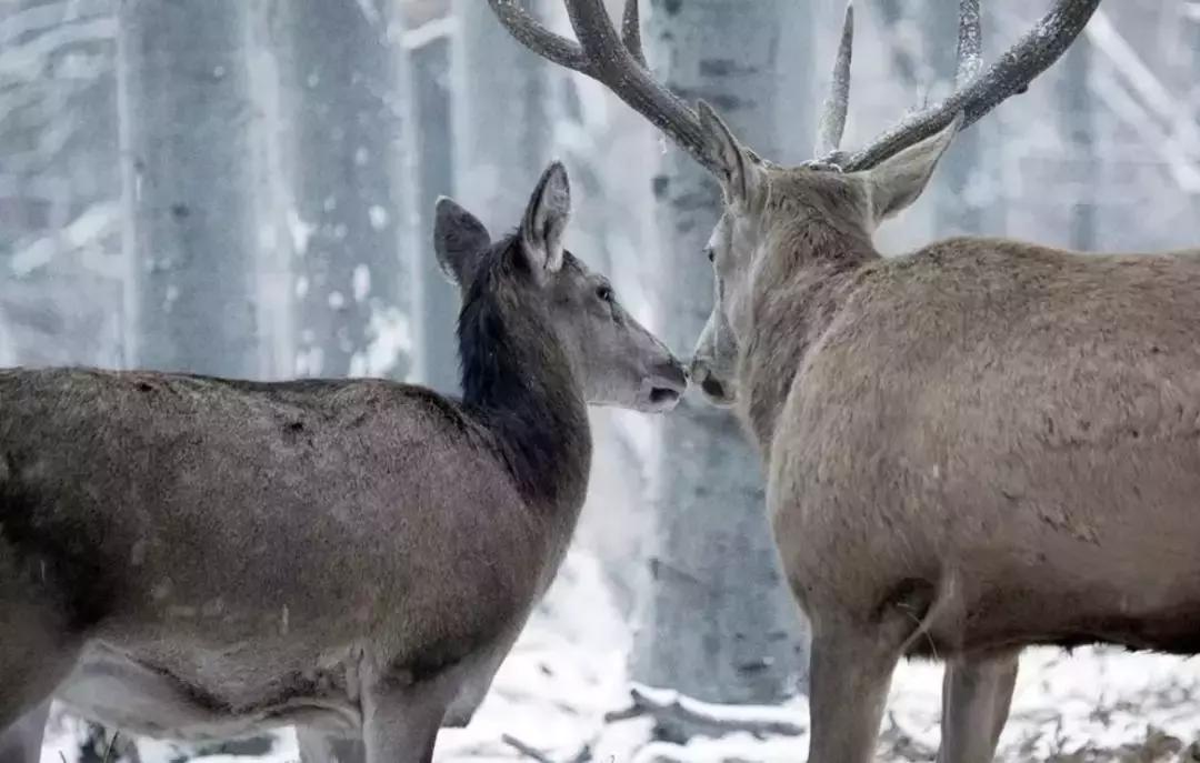 这部电影残酷到让人不忍看第二遍,一部非常血腥的电影