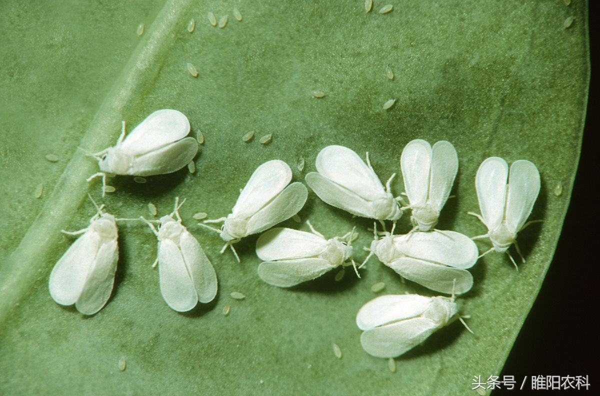白色粉虱用什么药,什么药杀粉虱效果最好