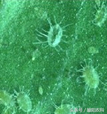 白色粉虱用什么药,什么药杀粉虱效果最好