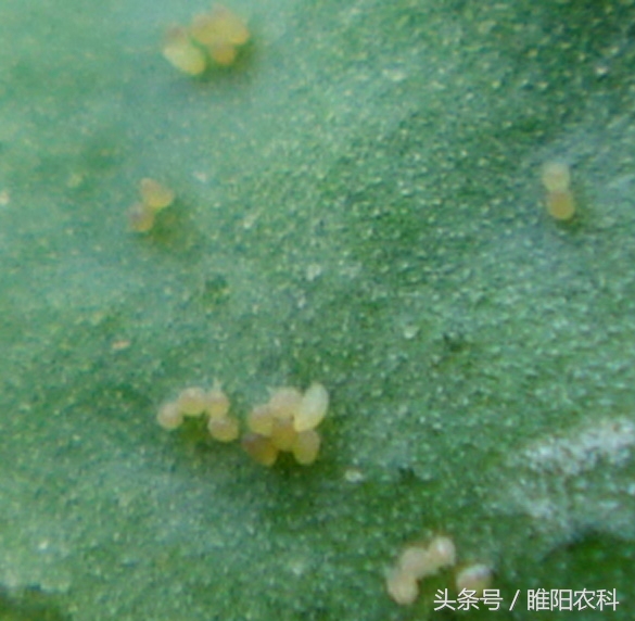 白色粉虱用什么药,什么药杀粉虱效果最好