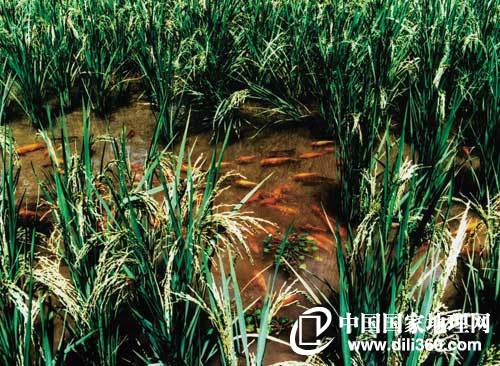 浙江龙泉地图,美丽浙江龙泉