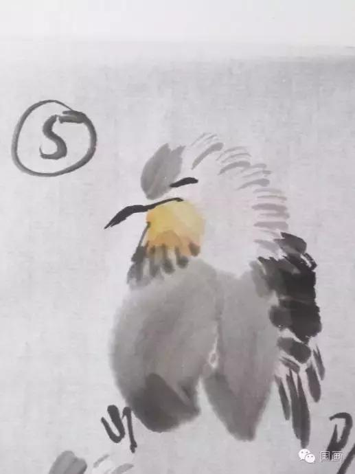 国画鸟的画法初学者,鸟的眼睛画法国画