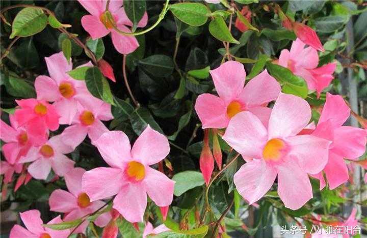 这6种花随便扔土里就能活,长势最快的爬藤植物不怕晒